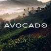 Avocado Review