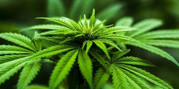 CBD Mattresses — The Latest Cannabis Hype?