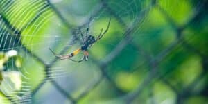 Do Spiders Dream of Silk Sheep This Researcher Says Maybe